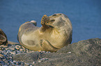 grey seal