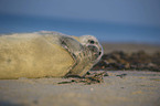 grey seal