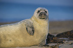 grey seal