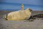 grey seal