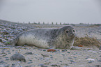 grey seal