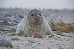 grey seal