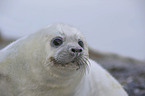 grey seal