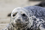 grey seal