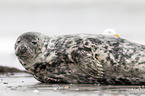 grey seal