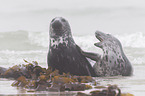 grey seals