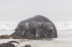 grey seals