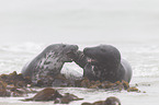 grey seals