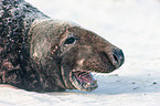 grey seal