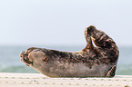 grey seal bull