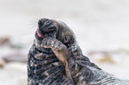 grey seal bull