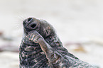 grey seal bull