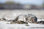 grey seal