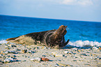 grey seal