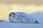 grey seal