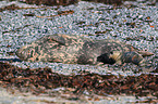 grey seals