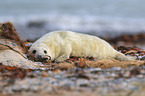 grey seal