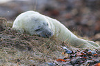 grey seal