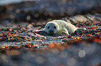 grey seal