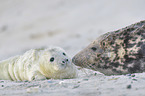 grey seals