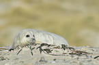 grey seal