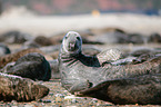 grey seal