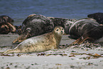 grey seals