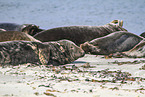 grey seals