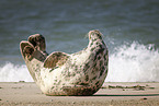 grey seal