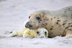 grey seal