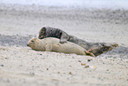 grey seal