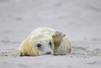 grey seal