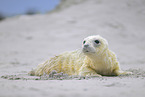 grey seal