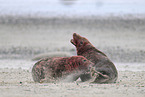 grey seal