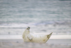 grey seal