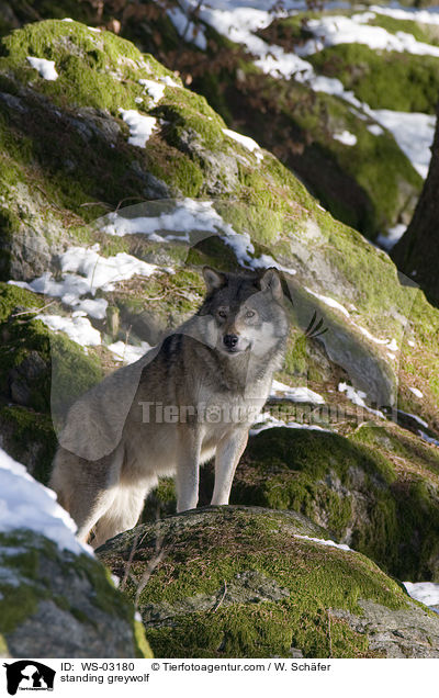 stehender Grauwolf / standing greywolf / WS-03180