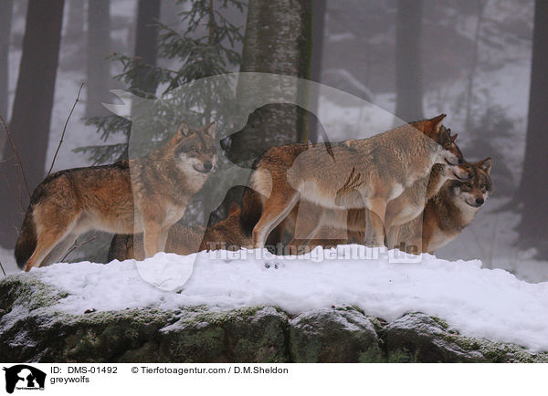 Grauwlfe / greywolfs / DMS-01492