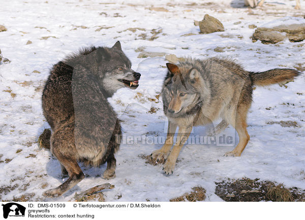 Grauwlfe / greywolfs / DMS-01509
