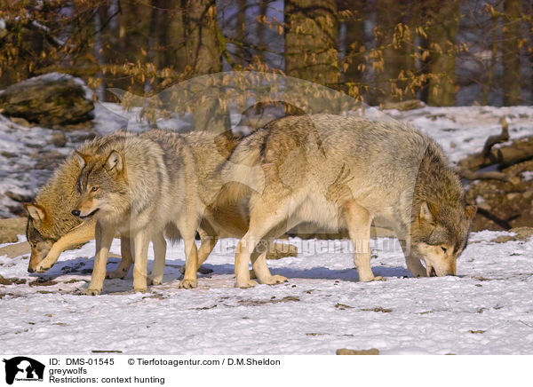 Grauwlfe / greywolfs / DMS-01545