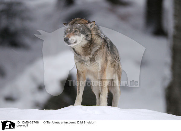 Grauwolf / greywolf / DMS-02768