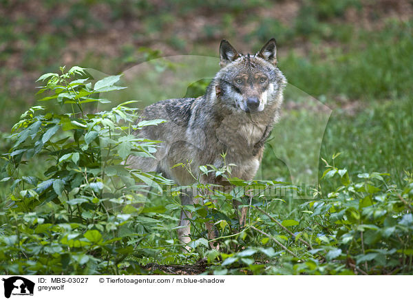 greywolf / MBS-03027