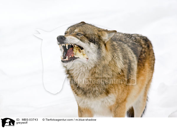 Grauwolf / greywolf / MBS-03743