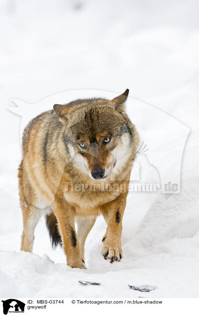 Grauwolf / greywolf / MBS-03744