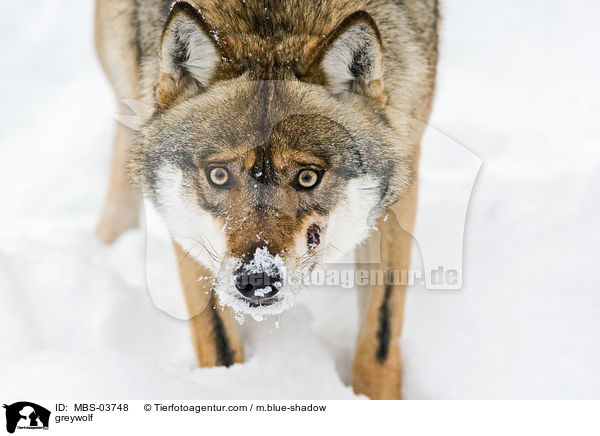 Grauwolf / greywolf / MBS-03748