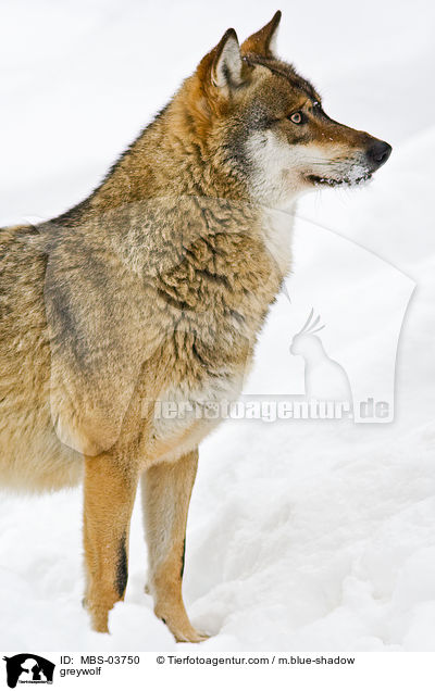 Grauwolf / greywolf / MBS-03750