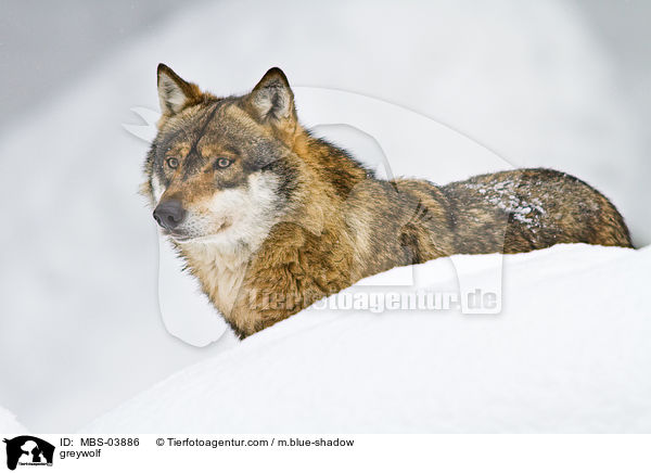 Grauwolf / greywolf / MBS-03886