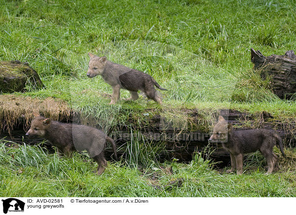 young greywolfs / AVD-02581