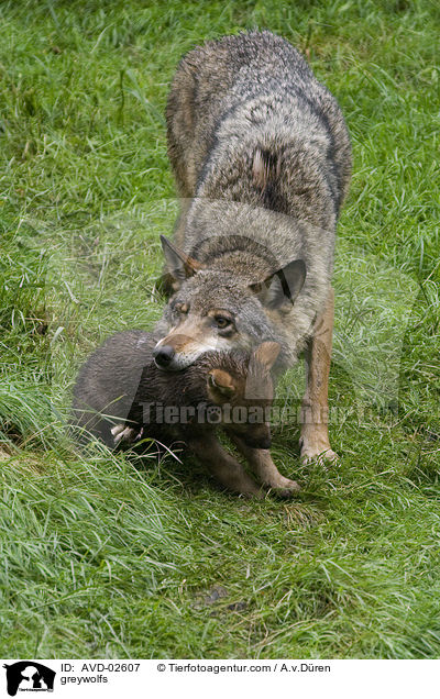 Grauwlfe / greywolfs / AVD-02607