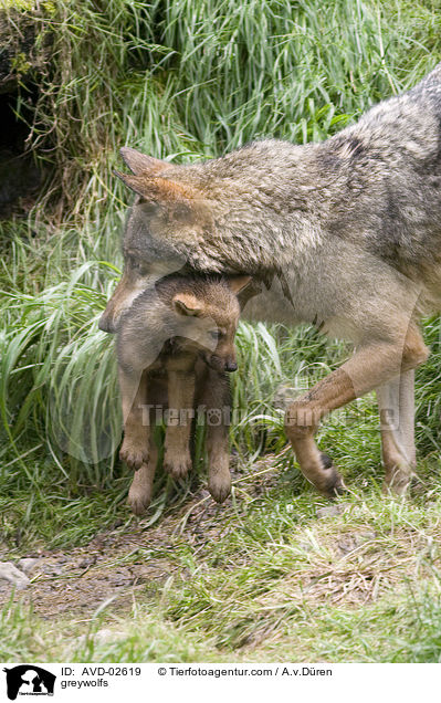 Grauwlfe / greywolfs / AVD-02619