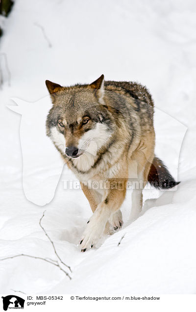 Grauwolf / greywolf / MBS-05342